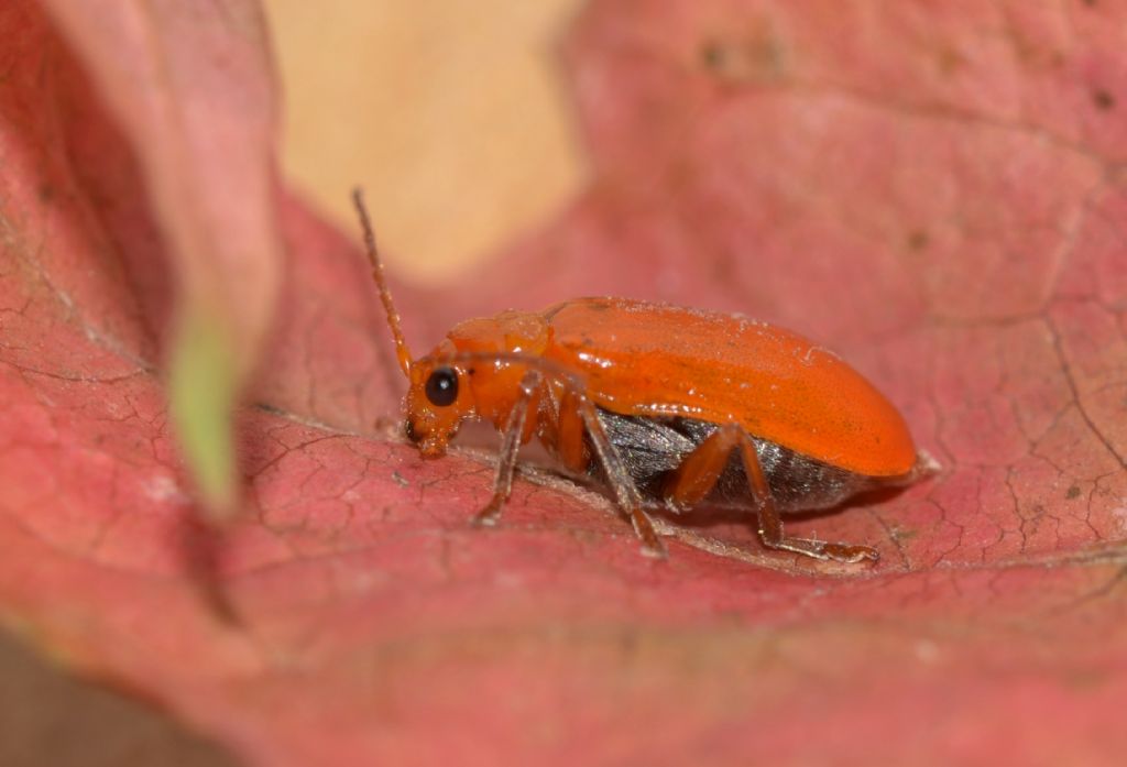 Chrysomelidae: Aulacophora foveicollis